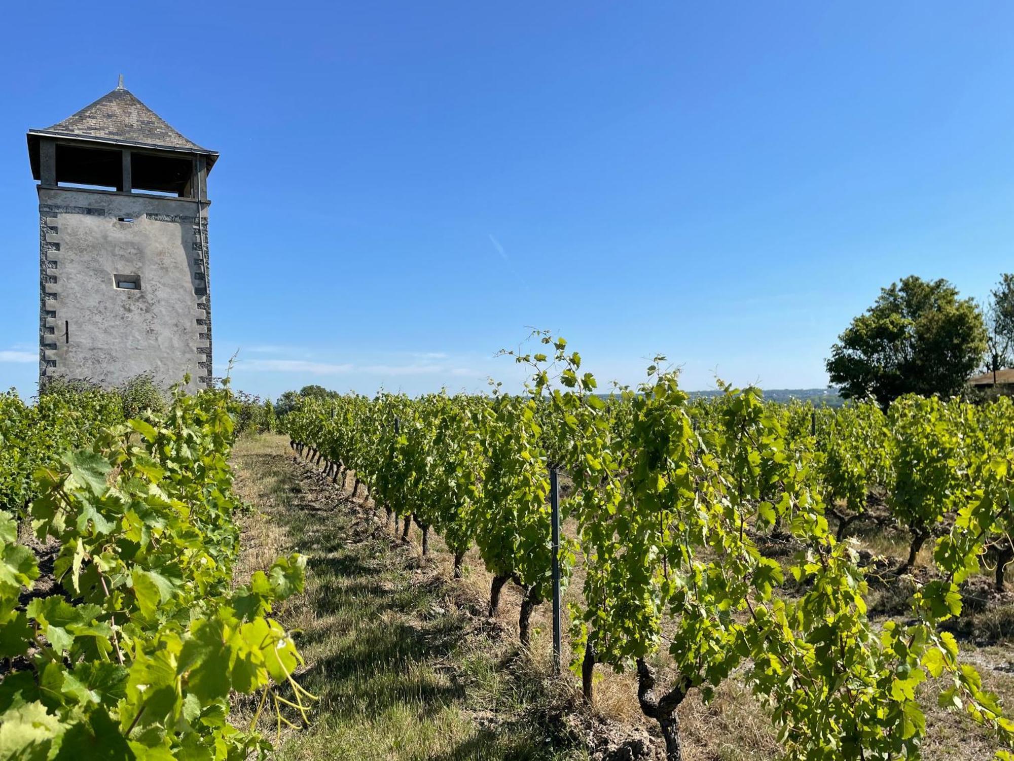 Maison Des Coteaux Blancs Chaudefonds-sur-Layon ภายนอก รูปภาพ